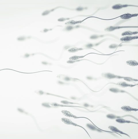 IBgen Sperm